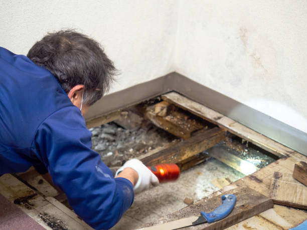  Iowa City, IA Mold Removal Pros