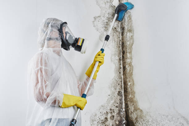 Best Mold Testing  in Iowa City, IA