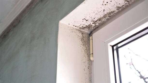 Professional Mold Removal in Iowa City, IA