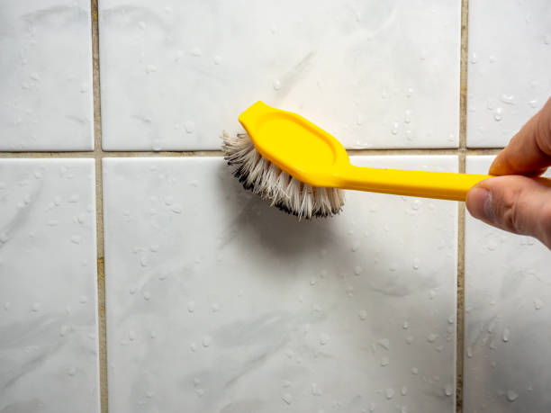 Best Best Mold Removal Companies  in Iowa City, IA