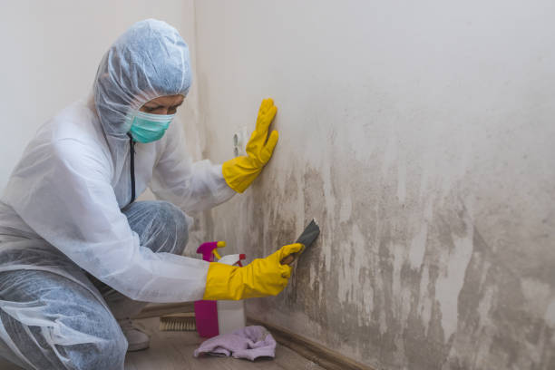Best Mold Cleaning Services  in Iowa City, IA