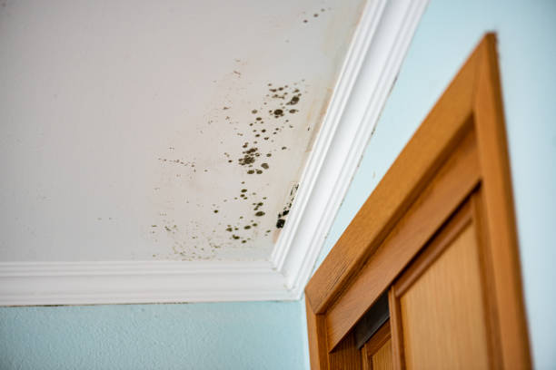 Best Residential Mold Removal  in Iowa City, IA