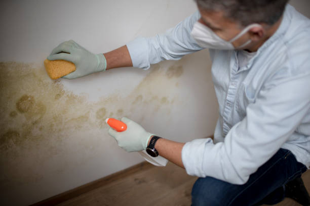 Reliable Iowa City, IA Mold Removal Solutions