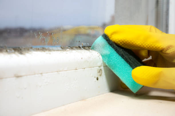 Office Mold Removal Services in Iowa City, IA