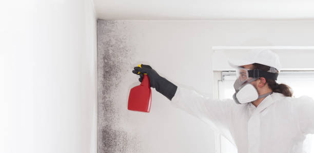 Best Local Mold Removal Service  in Iowa City, IA