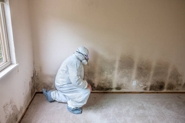  Iowa City, IA Mold Removal Pros