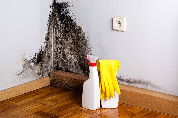 Best Attic Mold Removal  in Iowa City, IA