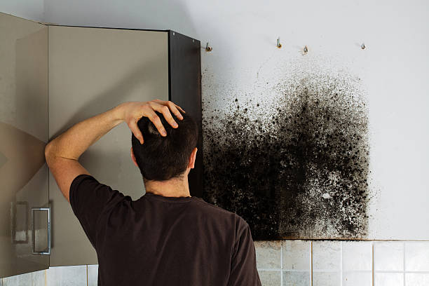 Best Emergency Mold Removal  in Iowa City, IA