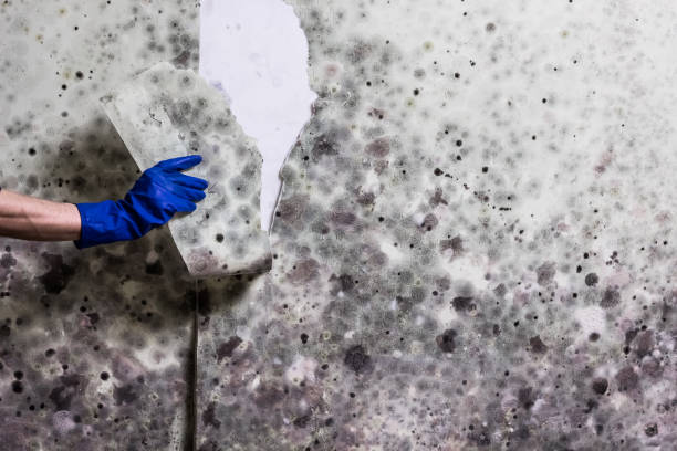Best Mold Damage Repair  in Iowa City, IA