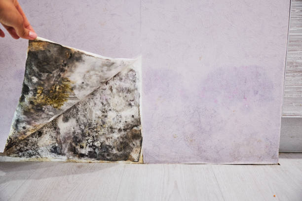 Mold Testing and Removal in Iowa City, IA